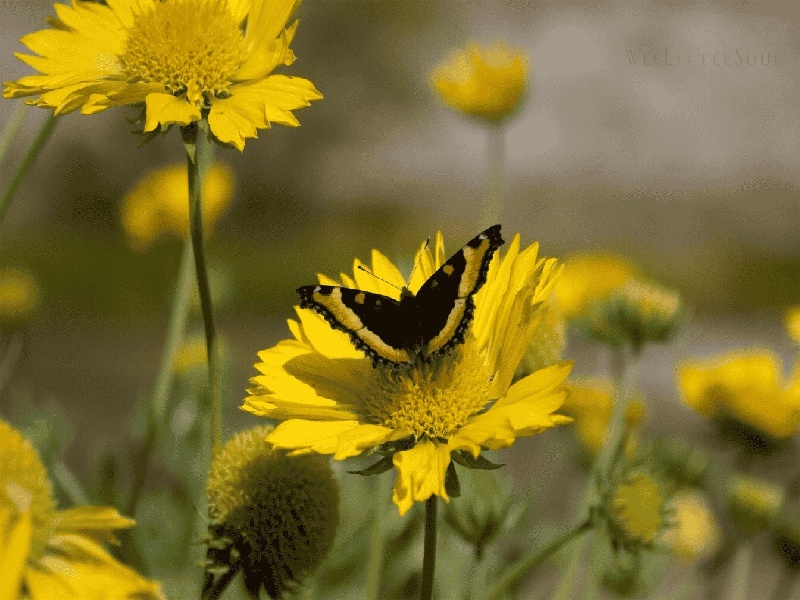 试管胚胎制造流程视频les生育美国试管试管夹装置图